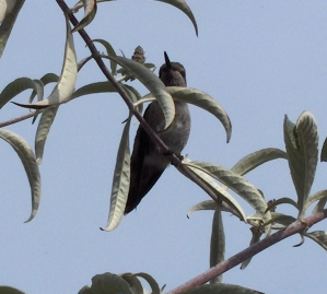 Hummingbird perched over cache