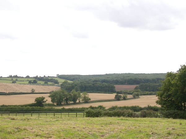 View of College Wood