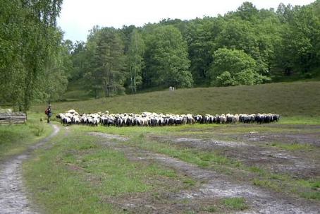 Bild: Schafe in der Heide