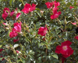 Roses near the cache