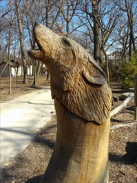 Howling Wolf; Regenstein Wolf Woods - Brookfield Zoo - Outside Wooden 