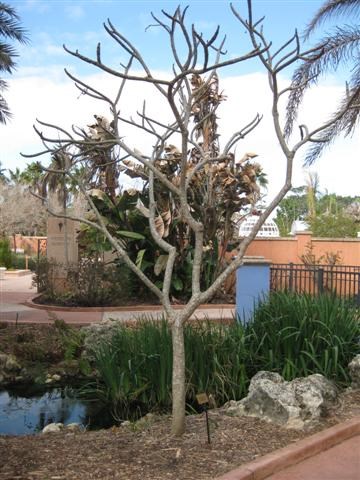 D Errico Tree Florida Botanical Gardens Largo Fl Dedicated