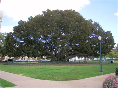 Moreton Bay Fig Tree, Balboa Park - San Diego, CA - Exceptional Trees on 