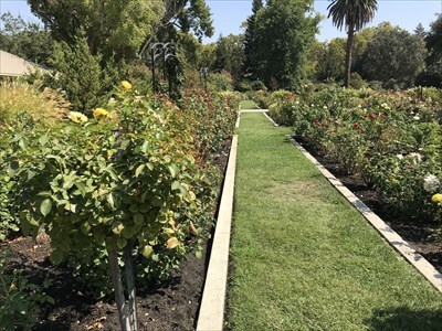 Mckinley Park Rose Garden Sacramento Ca Rose Gardens On