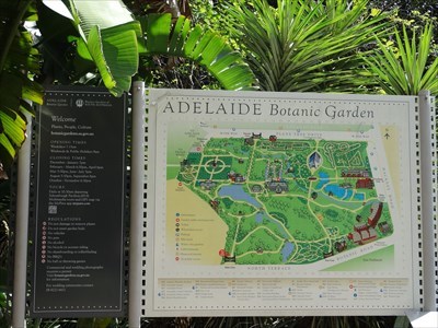 Garden Has White Bougainvillea Adelaide Botanical Garden
