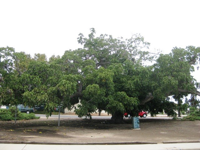 Paradox Hybrid Walnut Tree 