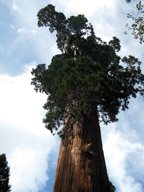 General Sherman - Sequoia